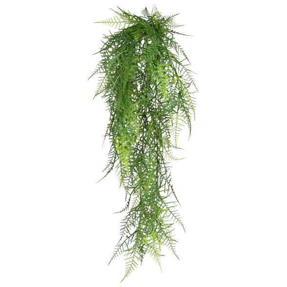 Asparagus plumosus Hänger 80cm